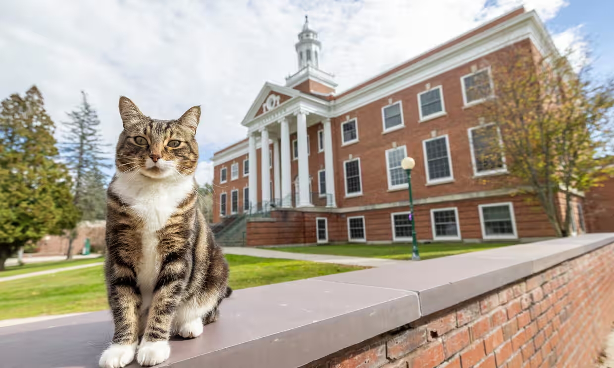 Un gato llamado Max recibe un doctorado honorífico en “liter-gatura” de una universidad de EU
