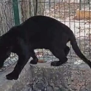 Jaguar pierde una pierna por presunta negligencia en zoológico de Yucatán