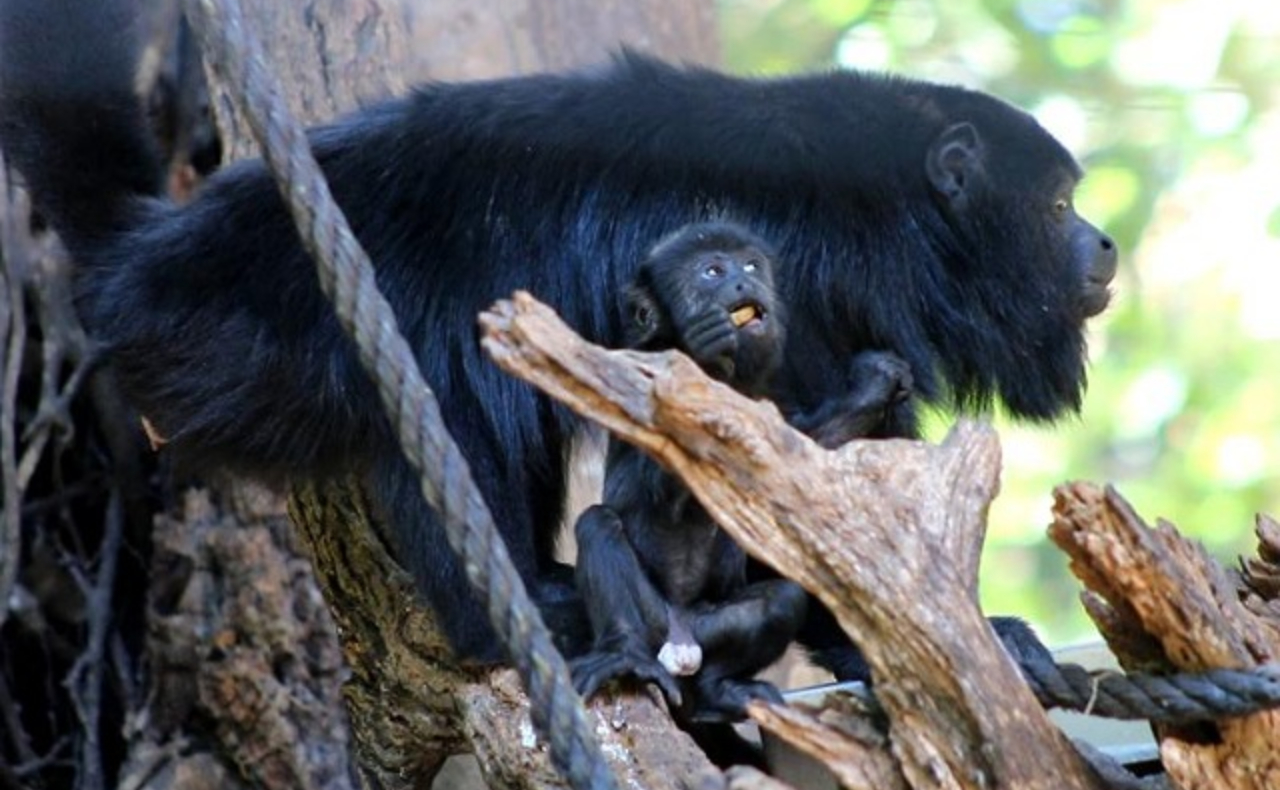 Semarnat investiga muerte de monos saraguatos en Chiapas y Tabasco