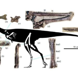 Los restos de una nueva especie de dinosaurio son descubiertos en Siberia