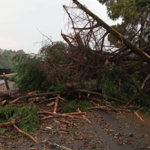 Caída de árbol provoca cierre en la autopista México-Cuernavaca