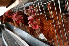 ¿Cómo se detectó el primer caso de gripe aviar A(H5N2) en México?